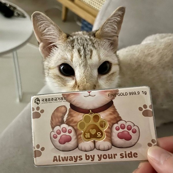 고양이 최고